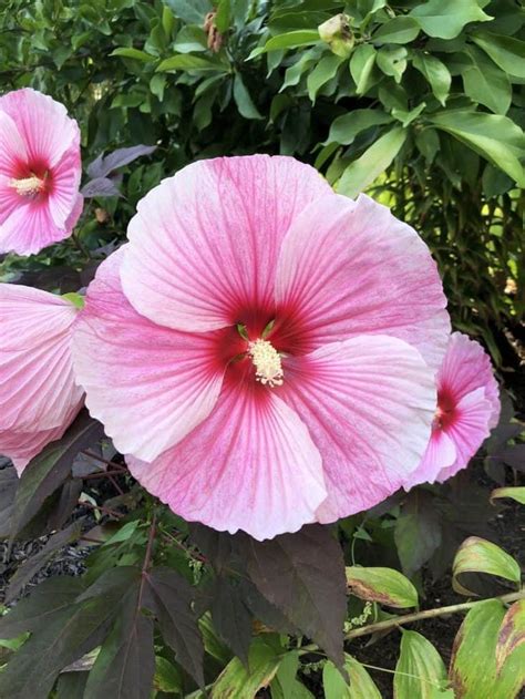 Dinner Plate Hibiscus Hardy Hibiscus Hibiscus Plant Hardy Hibiscus