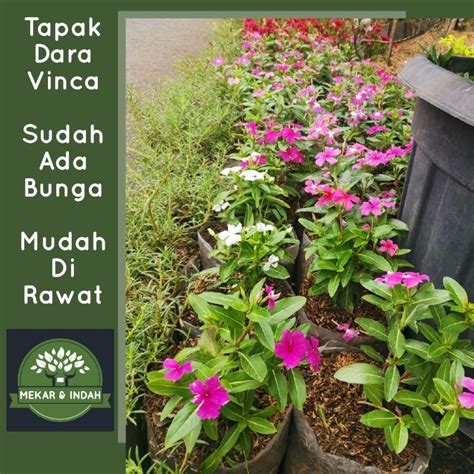 Jual Tanaman Hias Tapak Dara Bunga Vinca Tapak Dara Shopee Indonesia