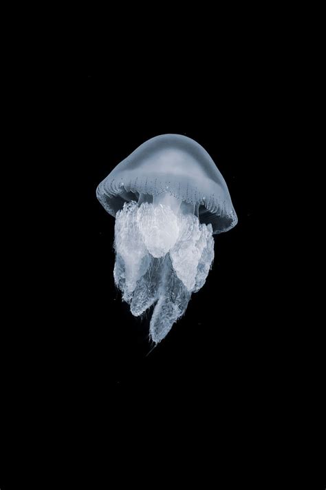 Jellyfish Cover Fish Jelly Never Ocean One Plus Settle Tone