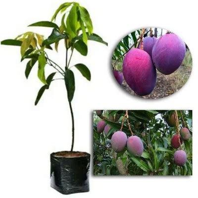 Jual BIBIT MANGGA IRWIN MAHATIR THAILAND CHOKANAN MADU BENIH POHON