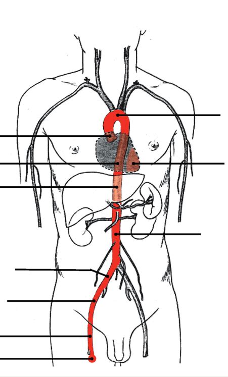 Bio Leg Pathway Arteries Diagram Quizlet