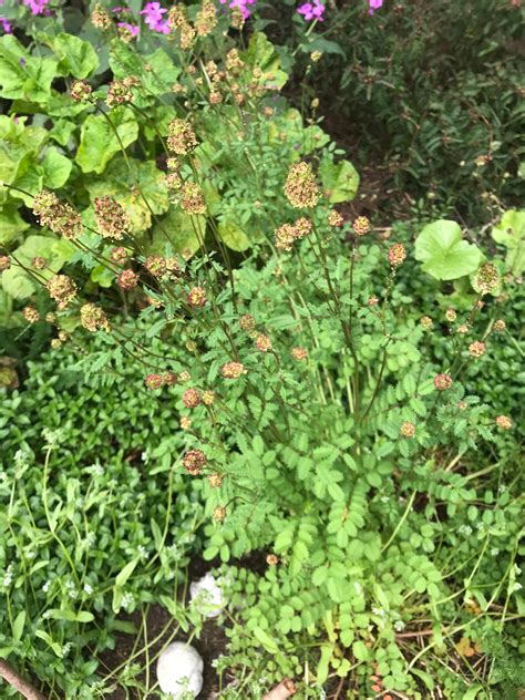 Salad Burnet Seeds - Sanguisorba minor - Pimpernelle – Cicada Seeds