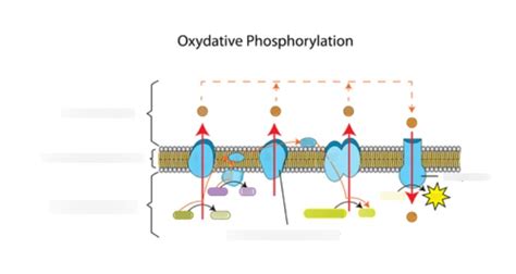 Electron transport chain Diagram | Quizlet