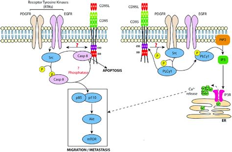 Non Apoptotic Signaling Pathway Induced By Cd95 Left Panel Cancer