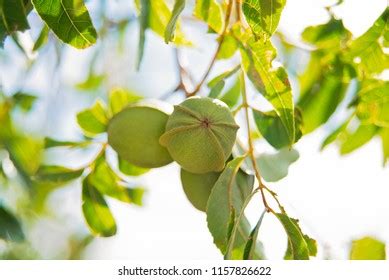 Pecan Nuts Growing On Pecan Tree Stock Photo 1157826622 | Shutterstock