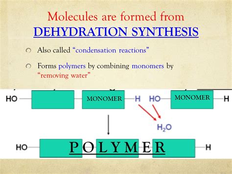 Organic Chemistry And Macromolecules Headings Vocab Important Info