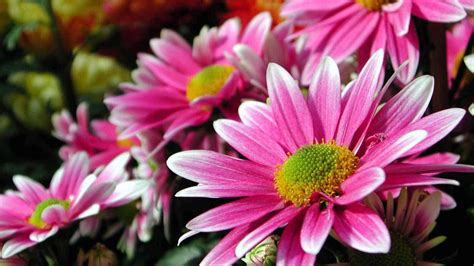 68 Types of Pink Flowers (With Pictures and Plant Care Tips) | Planet Natural