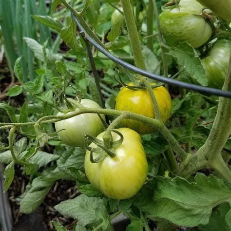 How To Tell When Green Tomato Varieties Are Ripe The Coeur D Alene Coop