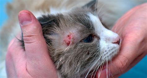 Síntomas comunes de la alergia a los gatos conoce sus manifestaciones