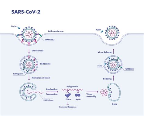 Sars Cov Protease Assay Services Reaction Biology