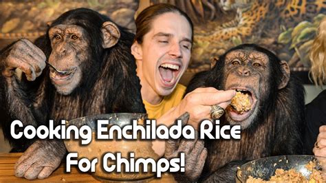 Cooking Enchilada Rice For Chimps Chimp Dinner Live Youtube