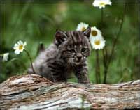 TPWD: Bobcats – Introducing Mammals to Young Naturalists