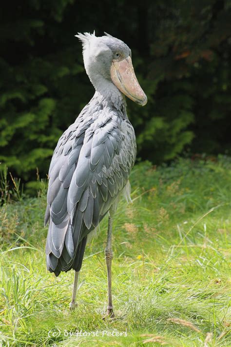 Schuhschnabel 1 Shoebill 1 By Bluesgrass On Deviantart