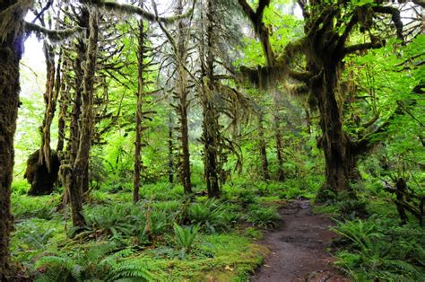 Olympic National Park Hoh Rainforest State Of Wilderness