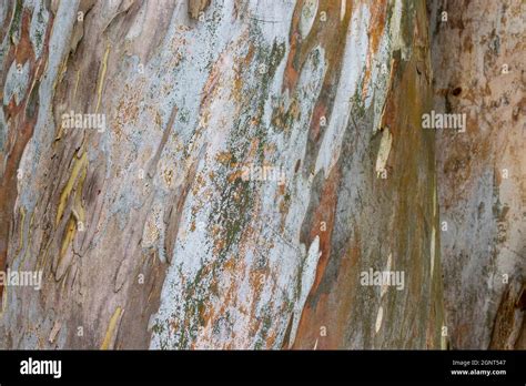 Colorful Beautiful Abstract Pattern Texture Of Rainbow Eucalyptus Tree