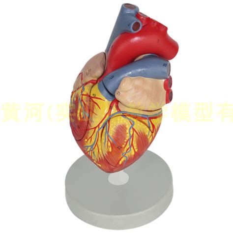 Купить Детская игрушка Два раза модель сердца увеличенная фибрилляцию ...