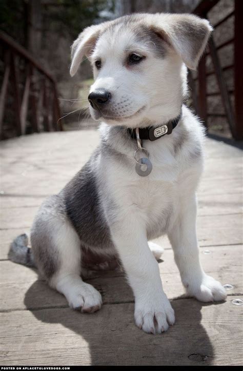 10 Breathtaking Husky Golden Retriever Mix Photos Husky Lovers Cute