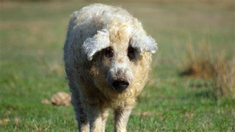 Sembra Una Pecora Si Comporta Come Un Cane Ma In Realtà è Un Maiale Salvato Da Un Macello La