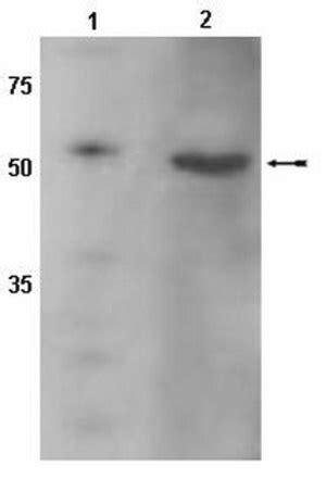 Anti Cyp D Antibody Serum Chemicon Sigma Aldrich