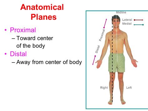 Proximal And Distal Anatomy Anatomical Charts And Posters