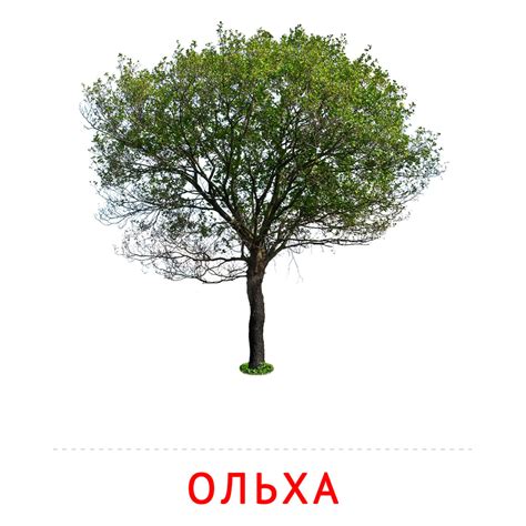 Ольха: карточка Домана | скачать или распечатать