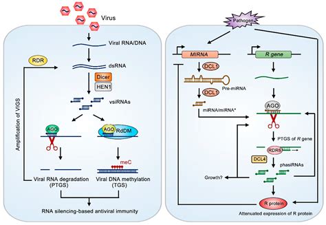 Ijms Free Full Text Small Rna Functions As A Trafficking Effector In Plant Immunity