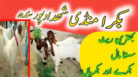 Bakra Mandi Shahdadpur Bakra Eid 2024 Mix Breed S Today Rate