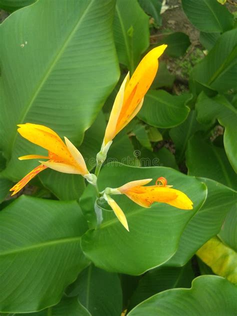 Bunga Tasbih Canna Indica Canna Paniculata Stock Image - Image of ...