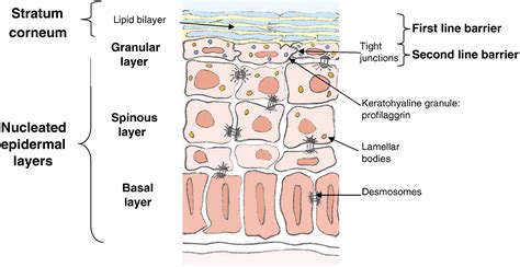 Structure And Function Of The Epidermis Related To Barrier Properties