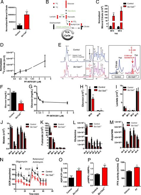 SLC13A5 Mediated Citrate Uptake Regulates Mitochondrial Citrate