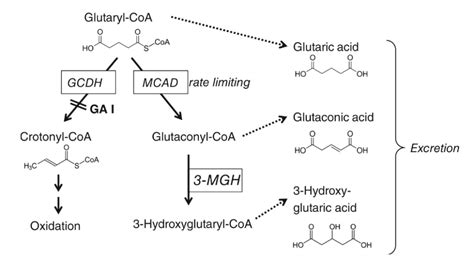 Hydroxy Glutaric Acid Metabolon