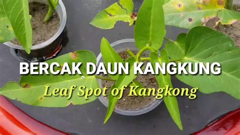 Gejala Penyakit Bercak Daun Kangkung Ipomoea Aquatica Cercospora