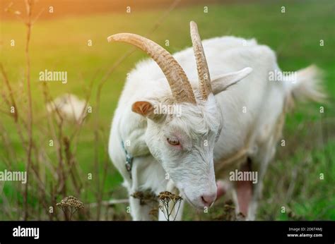 Domestic White Goat Grazes On A Green Pasture Stock Photo Alamy