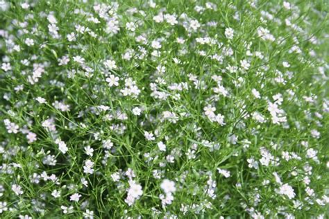 11 Ornate Gypsophila Varieties Including Florist’s Gyp - 'This Genus Has Much To Offer ...