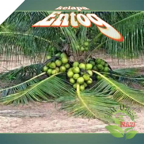 Jual Bibit Kelapa Jenis Genjah Entok Super Bibit Tanaman Kelapa