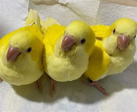 Baby Quaker Parakeets - TALKING PARROTS