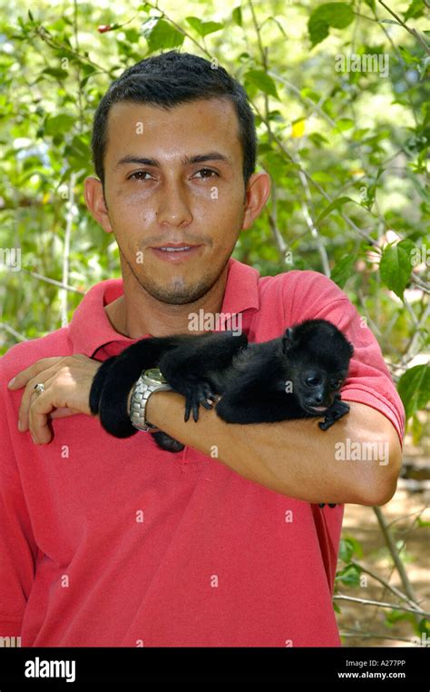 Animal rescue center worker carrying a Howler monkey baby, Guanacaste ...