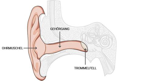 Das Ohr Aufbau Und Funktion Cotral Lab