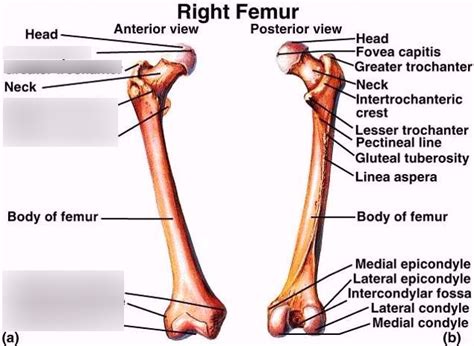 Femur Anterior View Diagram Quizlet