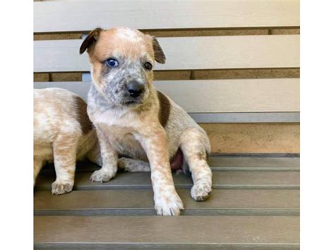 6 Gorgeous Red Heeler Puppies for Sale Tempe - Puppies for Sale Near Me