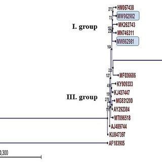 Phylogenetic Dendrogram Generated Using Neighbor Joining Algorithm Of