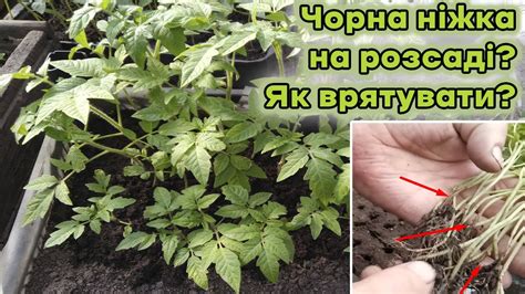 ЧОРНА НІЖКА на розсаді? ЯК ВРЯТУВАТИ? - YouTube