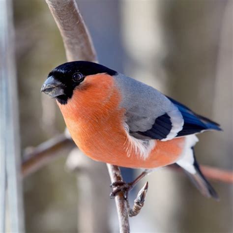 Bullfinch Stock Photos, Royalty Free Bullfinch Images | Depositphotos