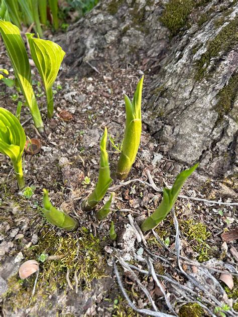 Spring Foraging With Kids • RUN WILD MY CHILD