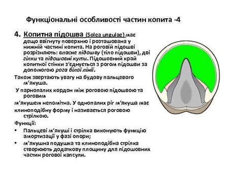 Анатомія і фізіологія копит і копитець КОПИТО