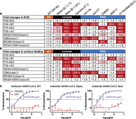 Frontiers A Potent And Protective Human Neutralizing Antibody Against