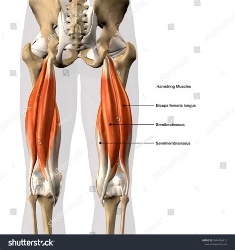 Hamstrings Diagram