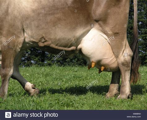 Euter Melken Stockfotos Und Bilder Kaufen Alamy