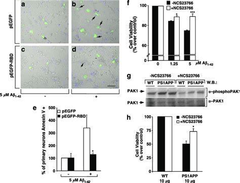 1 42 B Amyloid Ab 1 42 Peptide Induced Apoptosis In Primary Cultures