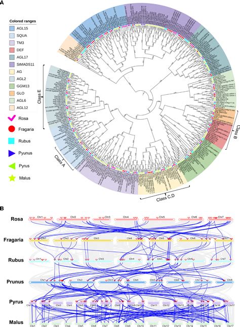 Frontiers Genome Wide Identification And Expression Analysis Of Mikcc